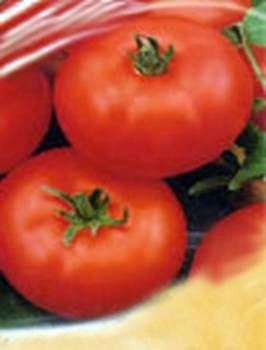 Variedade de tomates Kirzhach