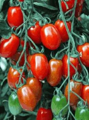 Variedade de Tomate Caspar
