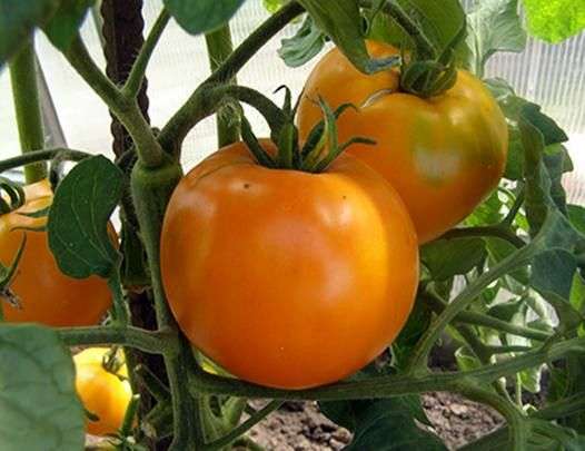 Variedade de tomates caqui