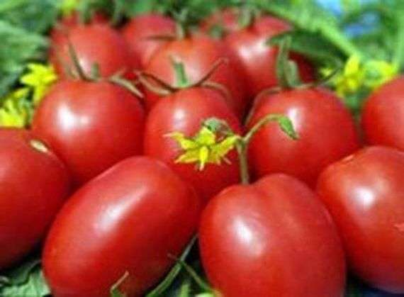 Variedade de Tomate De Barao Giant