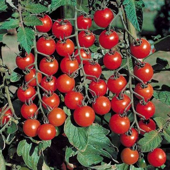 Variedade de tomate cereja