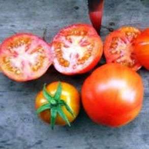 Variedade de Tomate Sanka
