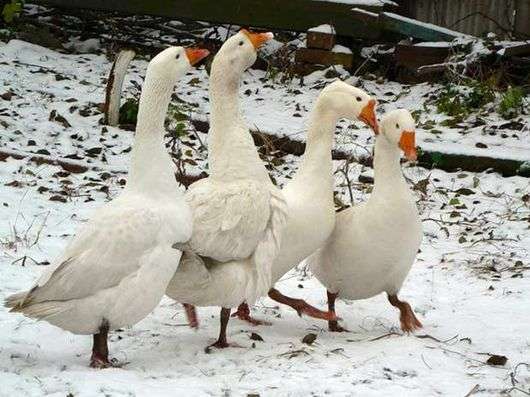 Como manter os gansos no inverno?