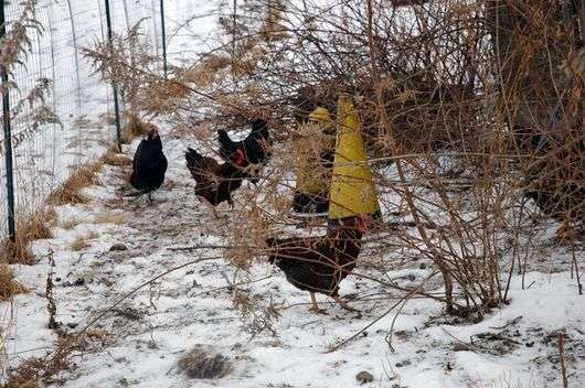 O conteúdo de galinhas no inverno