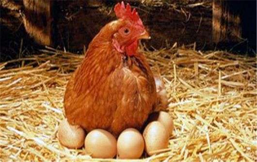 Por que as galinhas bica os ovos?